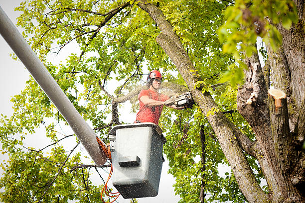 Best Arborist Services Near Me  in Conestee, SC